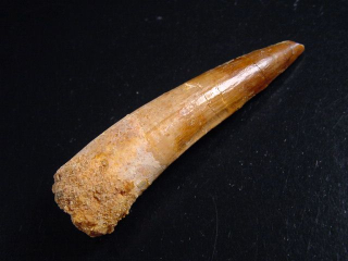 Spinosaurus Zahn - 7,4 cm - Spinosaurier Dinosaurier