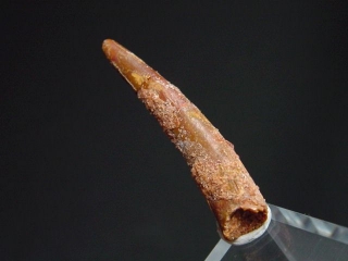 Pterosaur tooth - 2,9 cm - flying Dinosaur Siroccopteryx Pteranodon