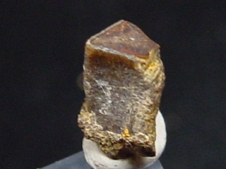 Edmontosaurus tooth 7,5 mm - dinosaur South Dakota, USA