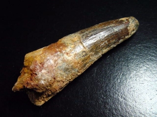 Spinosaurus tooth - 7,6 cm - Spinosaur Dinosaur