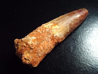 Spinosaurus tooth - 7,8 cm - Spinosaur Dinosaur
