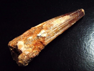 Spinosaurus tooth - 7,5 cm - Spinosaur Dinosaur