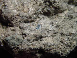 Hauyne / Hauynite specimen 68 mm - Laacher See, Eifel, Germany