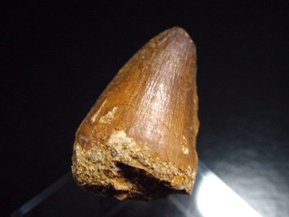 Mosasaur tooth - 3,7 cm - Mosasaurus Dinosaur