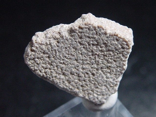 Saltasaurus egg shell 22 mm - 70 million years