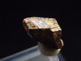 Edmontosaurus tooth 7,5 mm - dinosaur South Dakota, USA