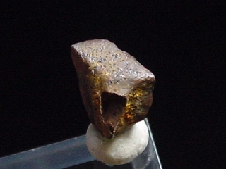 Edmontosaurus Entenschnabeldinosaurier Zahn 5,5 mm USA