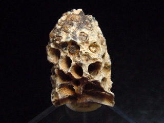 Fossil Pine cone 28 mm 35-50 mio. years - West Sahara, Morocco
