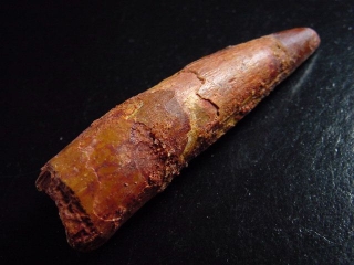 Spinosaurus tooth - 7,6 cm - Spinosaur Dinosaur