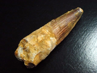 Spinosaurus tooth - 7,4 cm - Spinosaur Dinosaur