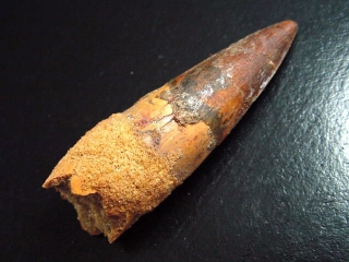 Spinosaurus tooth - 7,3 cm - Spinosaur Dinosaur