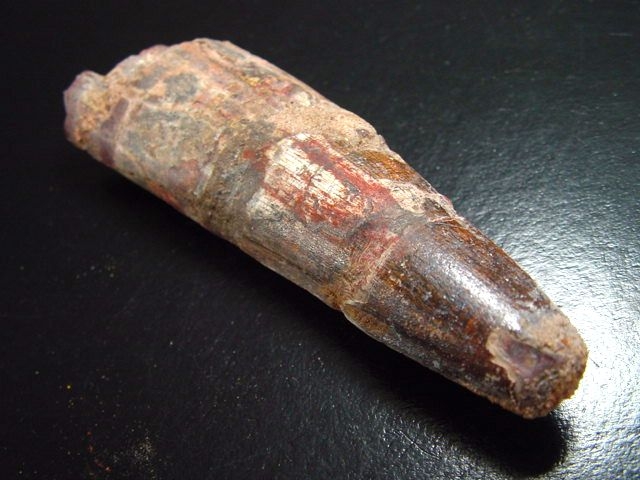 Spinosaurus tooth - 10,1 cm - Spinosaur Dinosaur