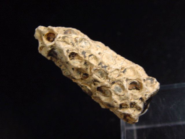 Fossil Pine cone 34 mm 35-50 mio. years - West Sahara, Morocco
