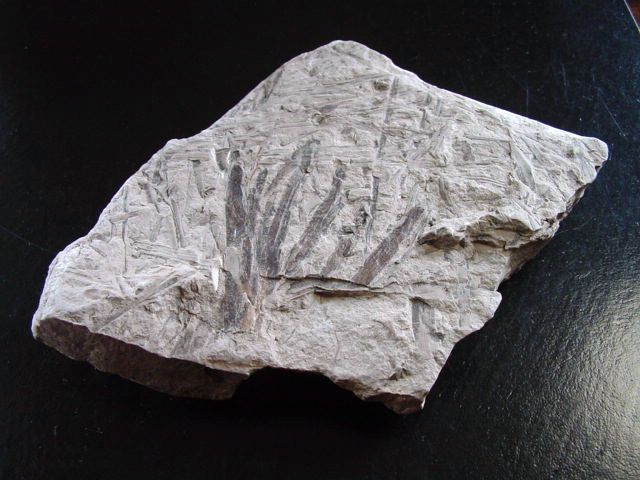 Ginkgo marginatus Fossil 13,2 cm feine Blätter - Gromadice, Polen