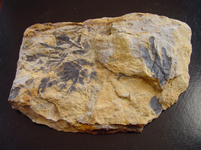 Ginkgo Fossil 13,3 cm feine Blätter - Scalby Ness, Yorkshire, UK