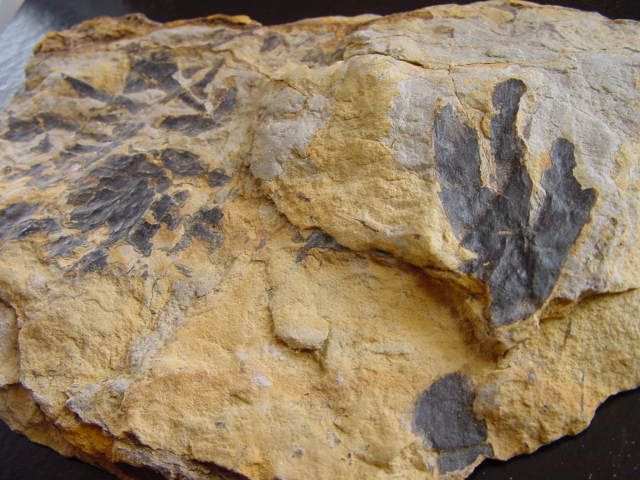 Ginkgo Fossil 13,3 cm feine Blätter - Scalby Ness, Yorkshire, UK