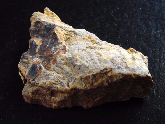 Ginkgo Fossil 5,7 cm - Scalby Ness, Yorkshire, UK