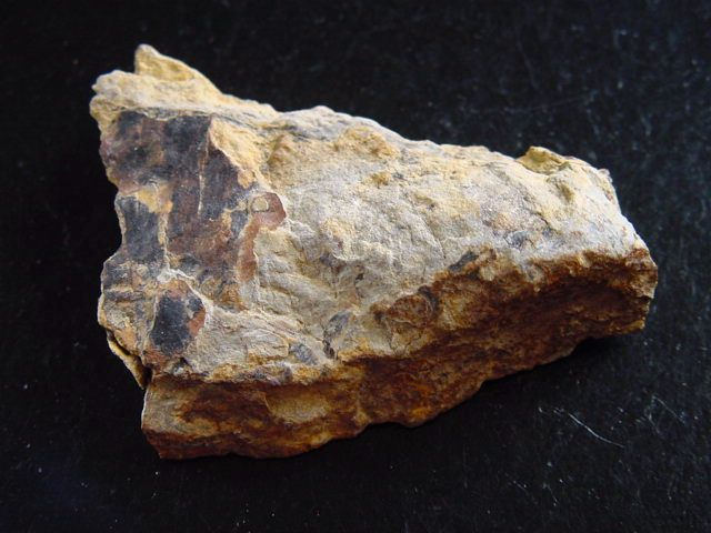 Ginkgo Fossil 5,7 cm - Scalby Ness, Yorkshire, UK