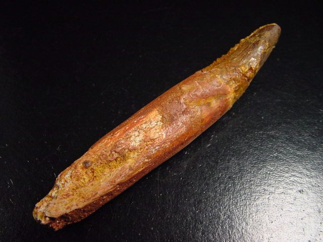 Spinosaurus tooth - 10,2 cm - Spinosaur Dinosaur