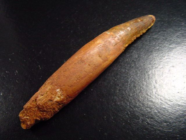 Spinosaurus tooth - 10,2 cm - Spinosaur Dinosaur