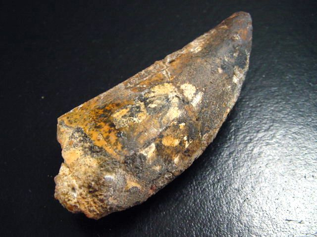 Carcharodontosaurus Zahn - 6,5 cm - Carcharodontosaurier