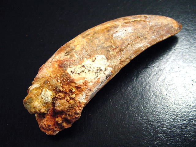 Carcharodontosaurus Zahn - 7,7 cm - Carcharodontosaurier