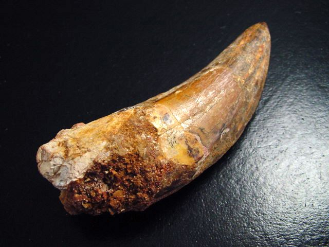 Carcharodontosaurus Zahn - 7,7 cm - Carcharodontosaurier