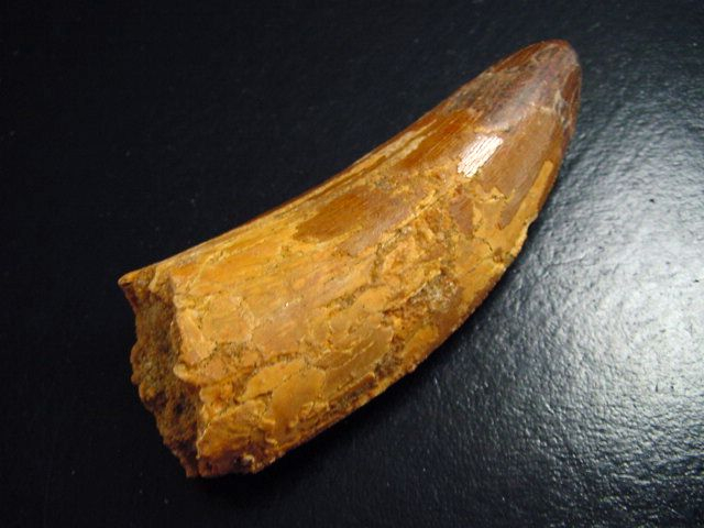 Carcharodontosaurus Zahn - 7,1 cm - Carcharodontosaurier