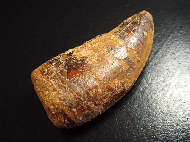 Carcharodontosaurus Zahn - 6,2 cm - Carcharodontosaurier