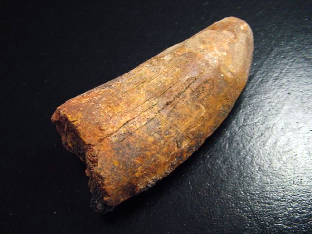 Carcharodontosaurus Zahn - 6,5 cm - Carcharodontosaurier