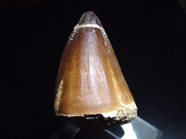 Mosasaurus Zahn - 5,0 cm - Mosasaurier Dinosaurier