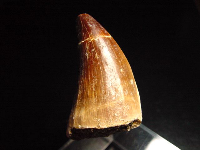 Mosasaur tooth - 4,6 cm - Mosasaurus Dinosaur