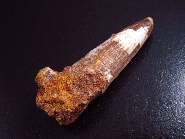 Spinosaurus Zahn - 6,0 cm - Spinosaurier Dinosaurier