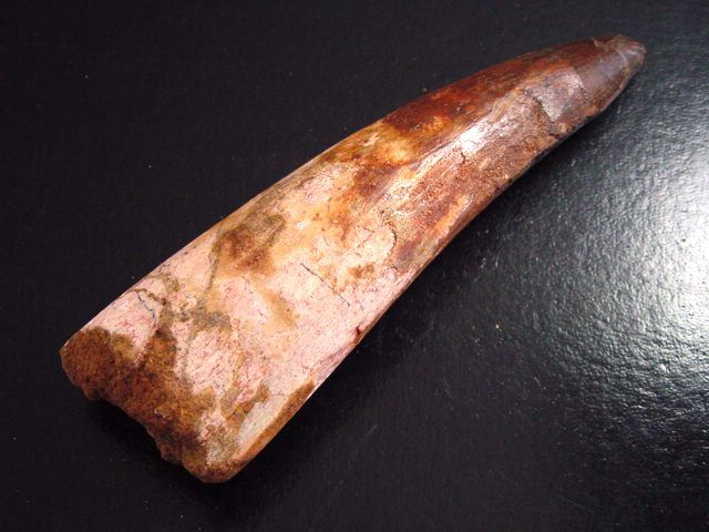 Spinosaurus Zahn - 11,4 cm - Spinosaurier Dinosaurier
