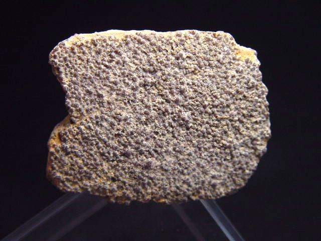 Saltasaurus Eischale 33 mm - 70 Mio. Jahre