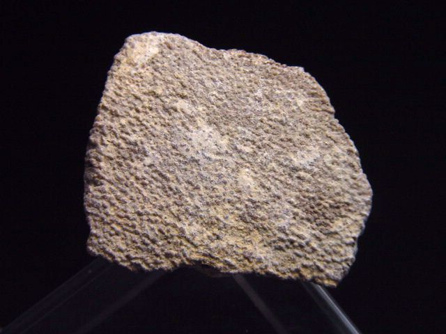 Saltasaurus Eischale 33 mm - 70 Mio. Jahre
