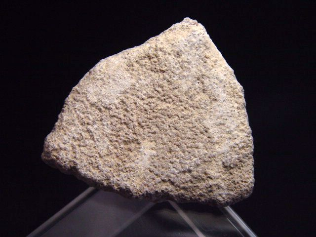 Saltasaurus Eischale 34 mm - 70 Mio. Jahre