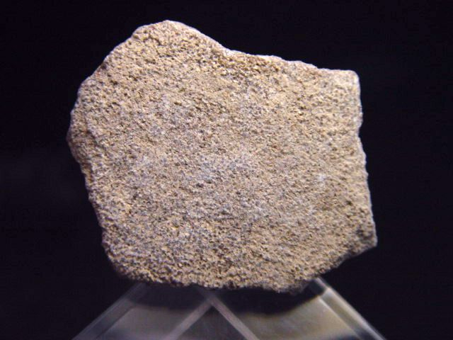 Saltasaurus Eischale 33 mm - 70 Mio. Jahre