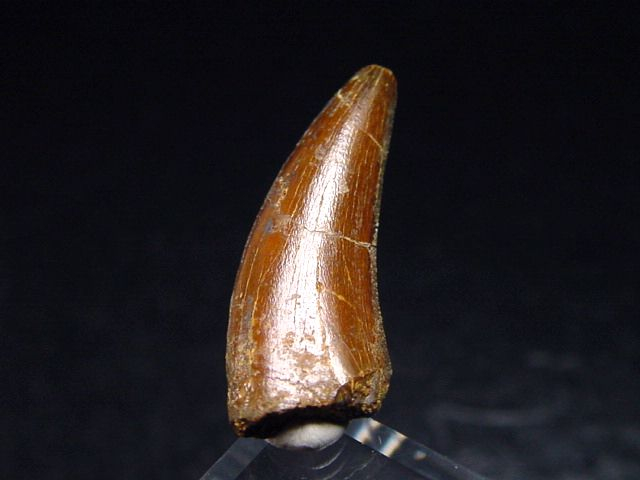Deltadromeus Zahn - 2,6 cm - Raptor Dinosaurier
