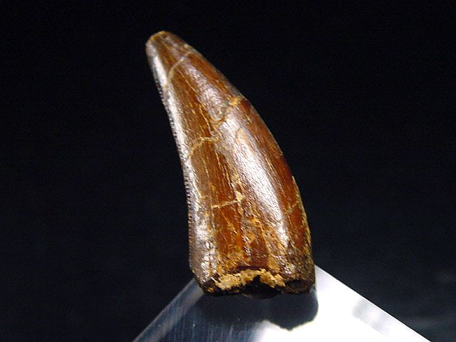 Deltadromeus Zahn - 2,6 cm - Raptor Dinosaurier