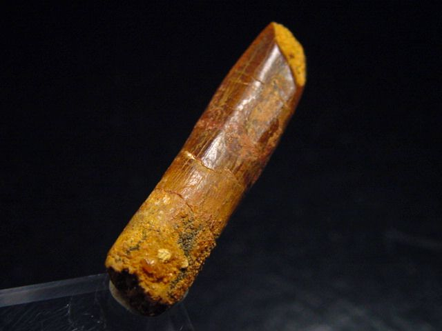 Diplodocus tooth - 3,4 cm - Rebbachisaurus Dinosaur