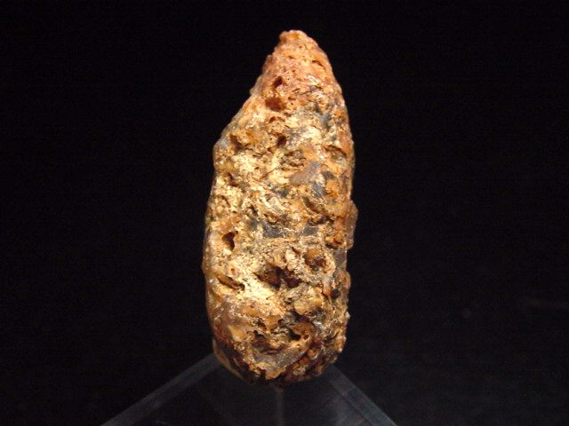Fossiler Pinienzapfen 36 mm 35-50 Mio. Jahre - West Sahara, Marokko