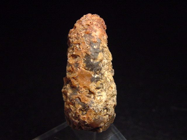 Fossiler Pinienzapfen 36 mm 35-50 Mio. Jahre - West Sahara, Marokko