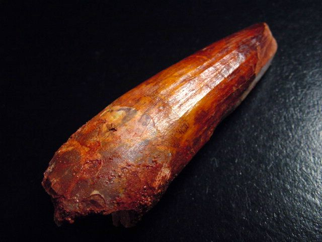 Spinosaurus Zahn - 8,0 cm - Spinosaurier Dinosaurier