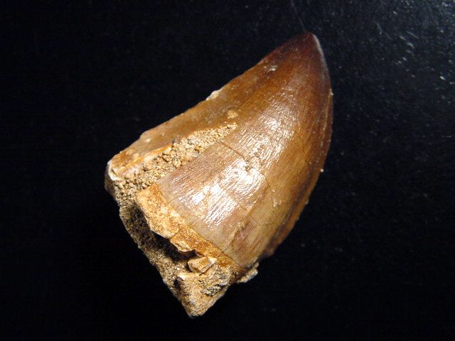 Mosasaur tooth - 5,4 cm - Mosasaurus Dinosaur