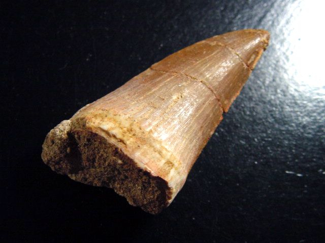 Mosasaurus Zahn - 6,0 cm - Mosasaurier Dinosaurier