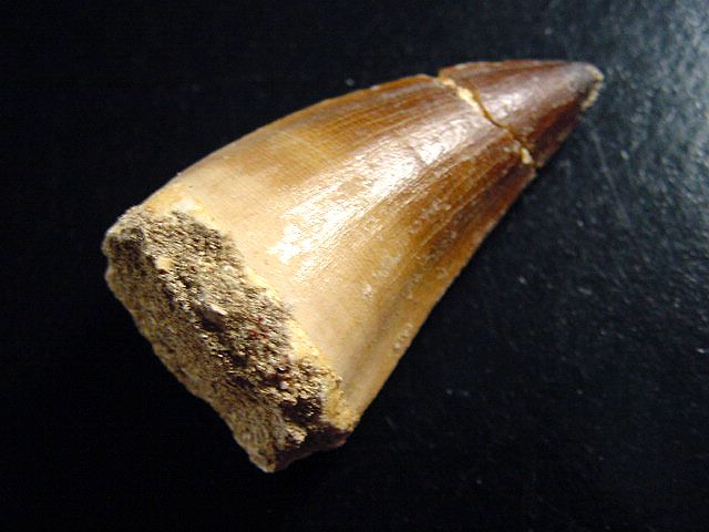 Mosasaurus Zahn - 5,5 cm - Mosasaurier Dinosaurier