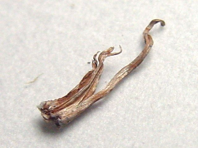Silber gediegen 11 mm - Sachsen, Deutschland