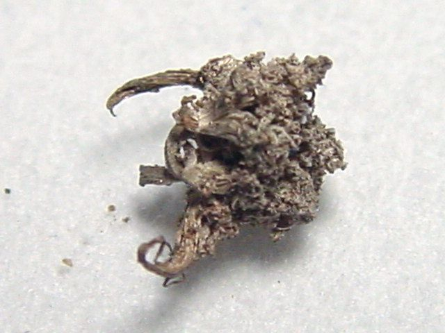 Silber gediegen 6 mm - Sachsen, Deutschland