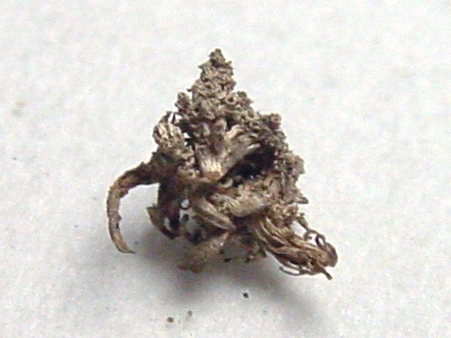 Silber gediegen 6 mm - Sachsen, Deutschland